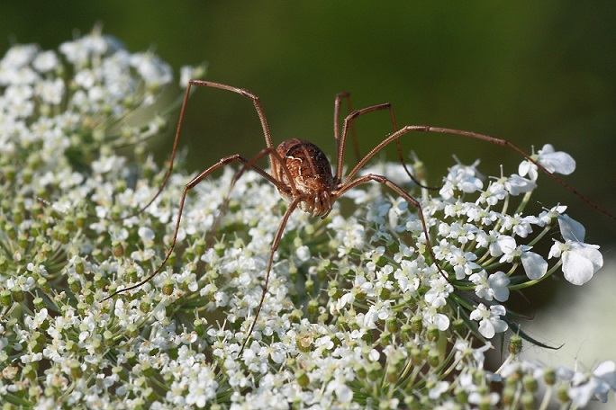 Metaphalangium sp. - Phalangiidae